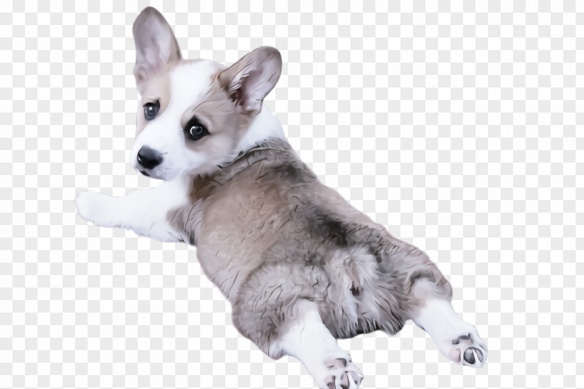 Dog Pembroke Welsh Corgi Siberian Husky Puppy Snout PNG