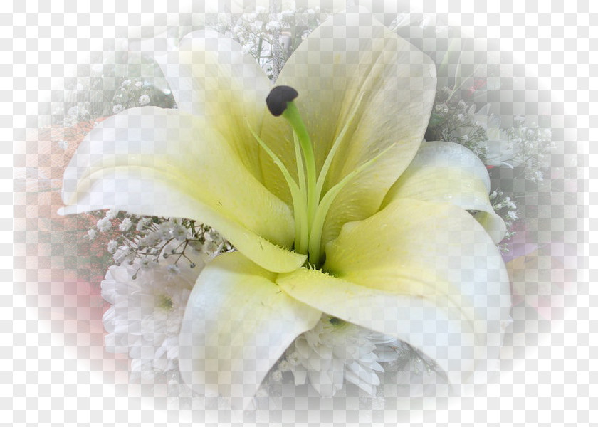 Flower Floral Design Cut Flowers Lilium PNG