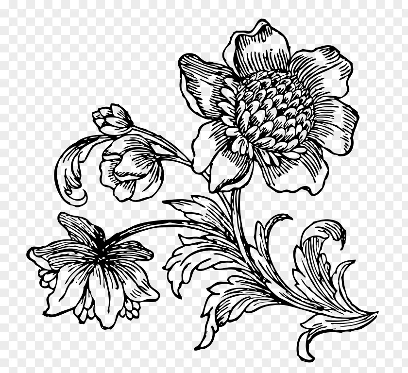 Flower Floral Design Drawing Line Art Visual Arts Monochrome PNG