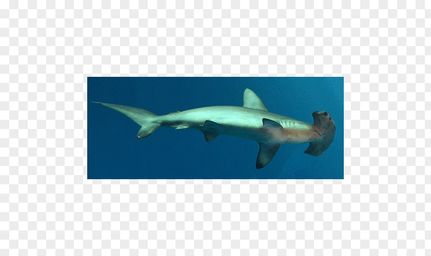 Hammerhead Shark Great White Requiem Sharks Squaliform Marine Biology PNG