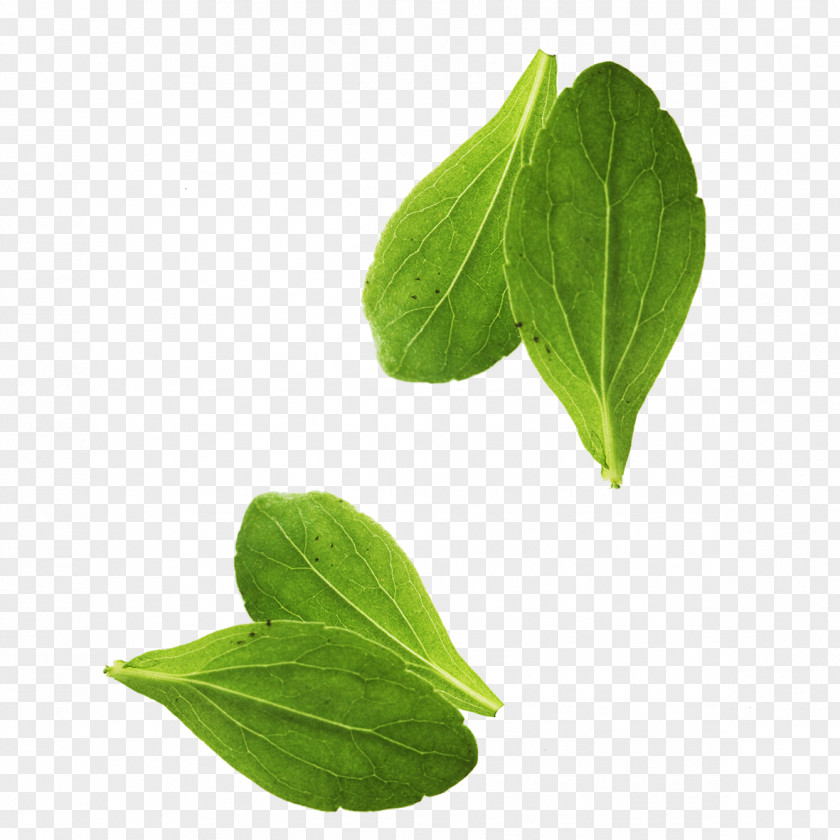 Leaves Leaf Vegetable Basil PNG