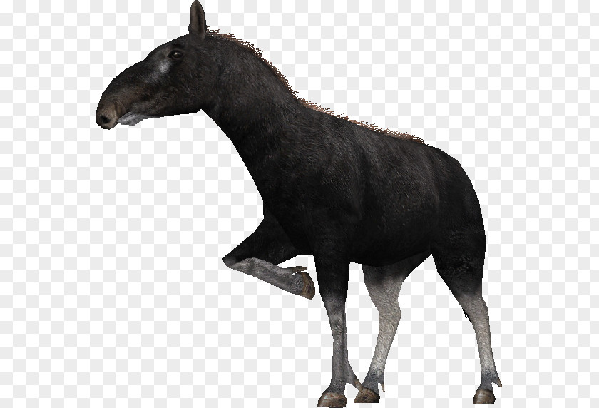 Mustang Mule Zoo Tycoon 2 Proboscidipparion Stallion PNG