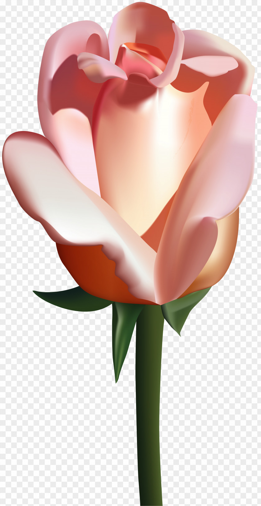 Peach Rose Clip Art Image Garden Roses PNG