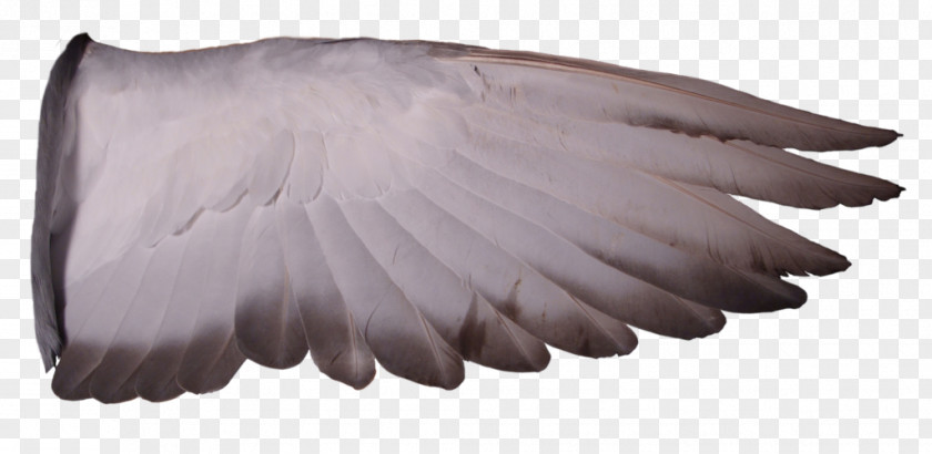 Pigeon Columbidae Racing Homer Homing Wing Bird PNG