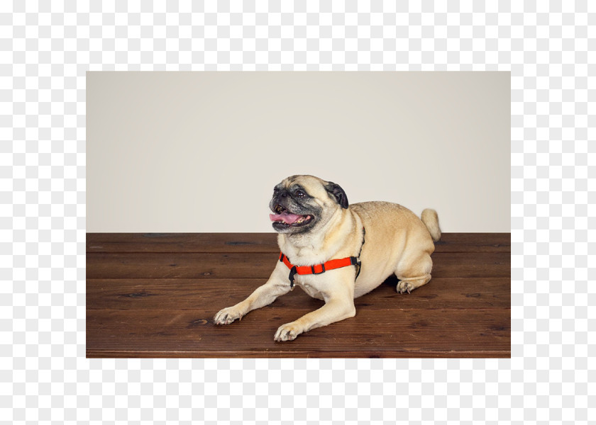 Puppy Pug Dog Breed Companion Harness PNG