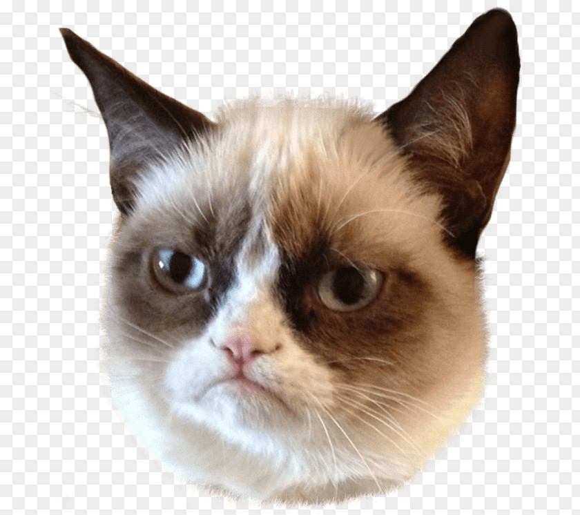 Cat Grumpy Kitten Clip Art PNG