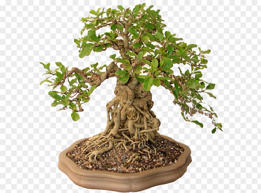 Chinese Sweet Plum Bonsai Flowerpot Norse Clans Tree PNG