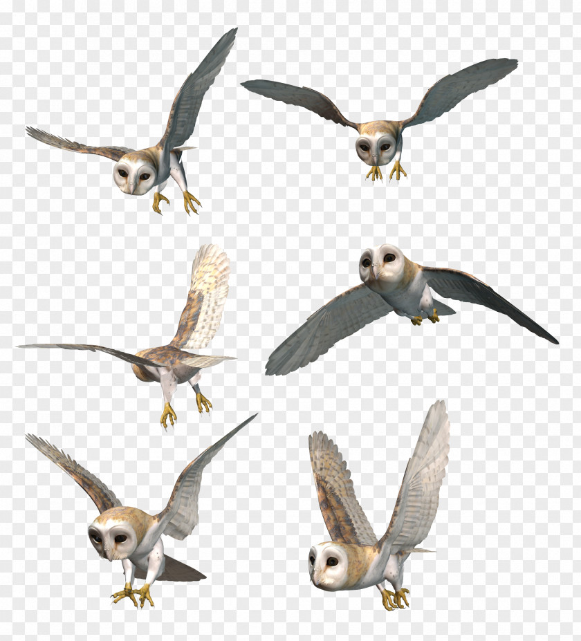 Owls Owl Bird Of Prey Clip Art PNG