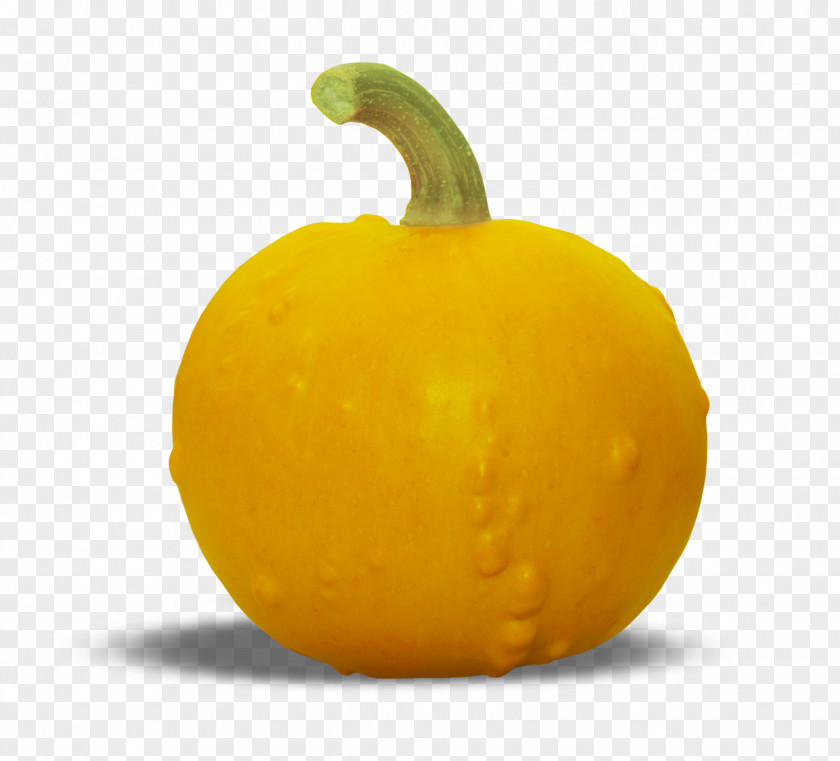 Pumpkin Gourd Calabaza Winter Squash PNG