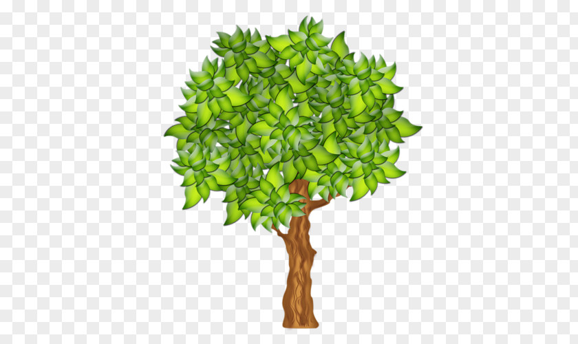 Tree Branch Fruit Drawing PNG