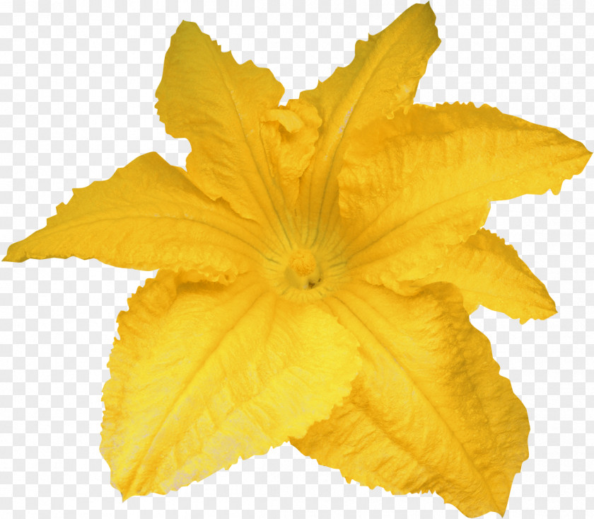 YELLOW Calabaza Pumpkin Flower Yellow PNG