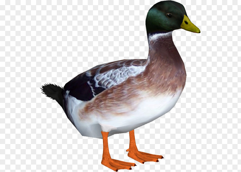 DUCK Indian Runner Duck Welsh Harlequin American Pekin Goose PNG