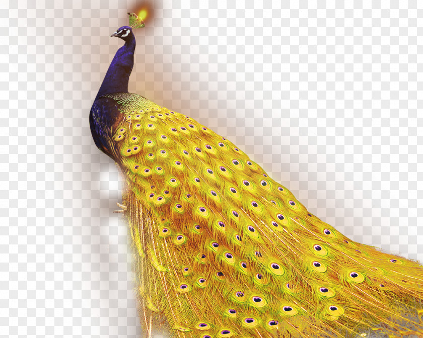 Exquisite Peacock 1+1=2 Golden App Android Application Package Peafowl PNG