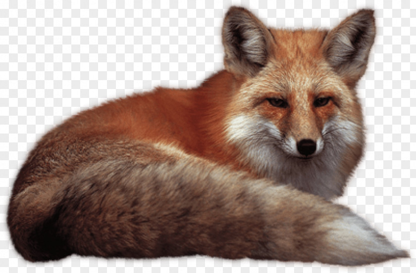 Fox Red PNG