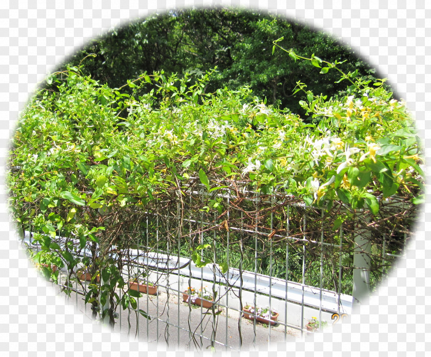 Japanese Honeysuckle Nectar Vine Shrub Tree PNG