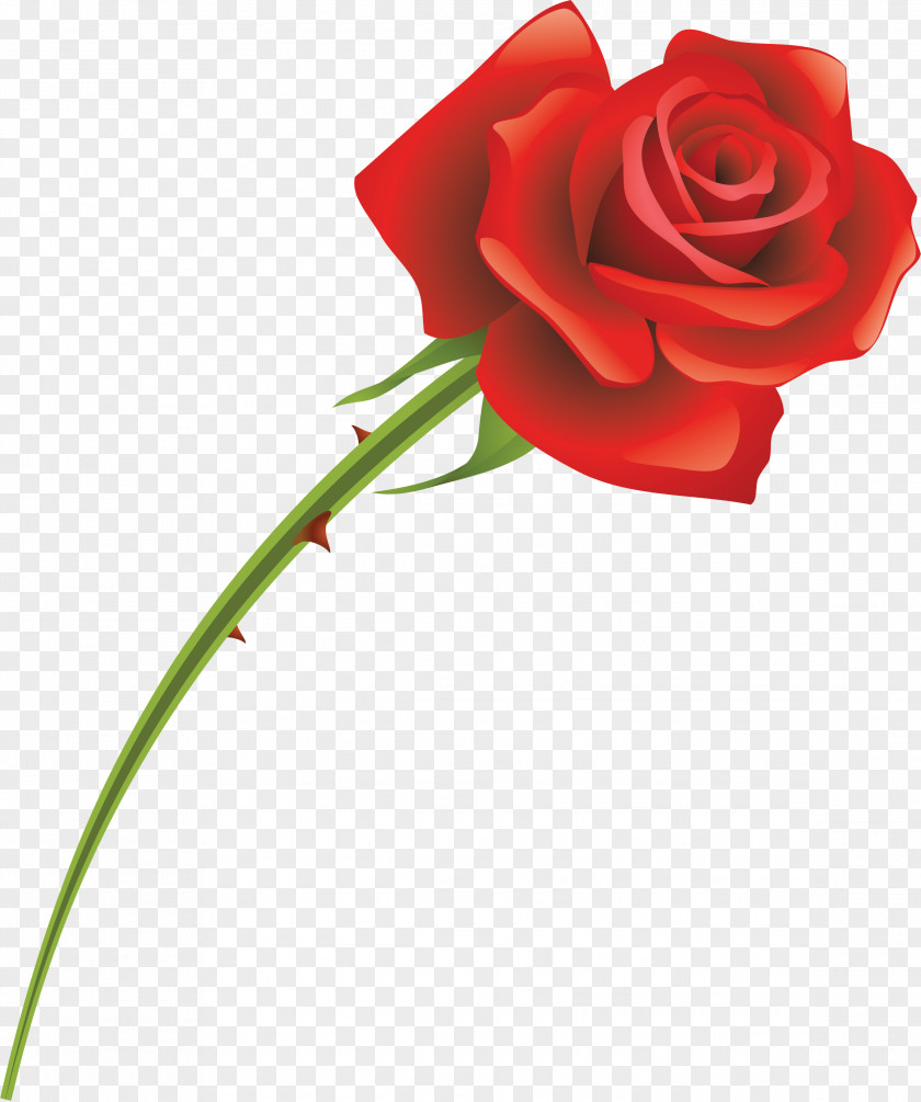 Rose Cut Flowers Garden Roses Red PNG