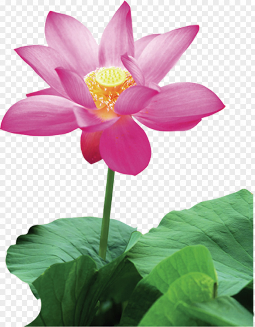 Fresh Pink Lotus Blooming Nelumbo Nucifera Hunan Yoga Sutras Of Patanjali Anusara School Hatha PNG