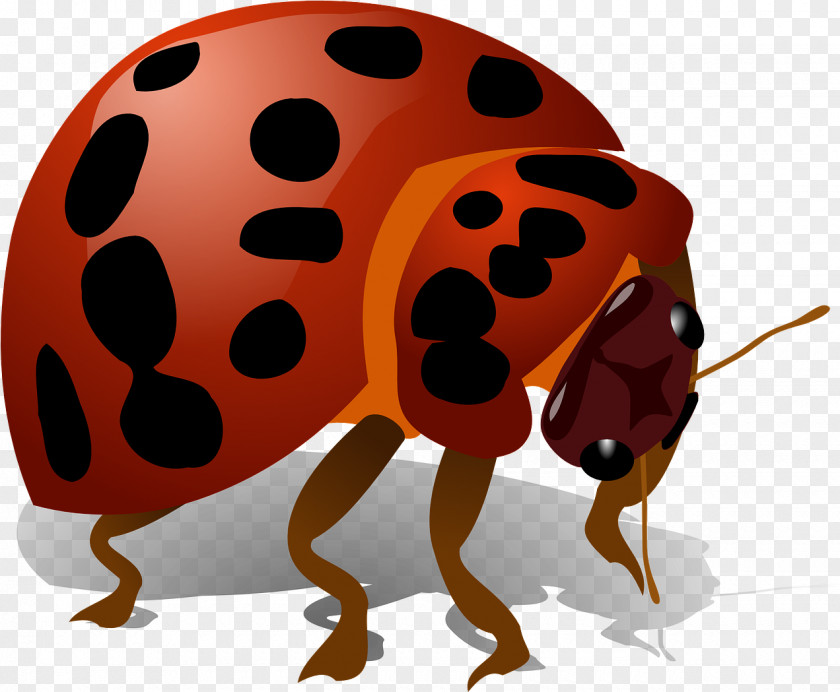 Pest Leaf Beetle Ladybird PNG