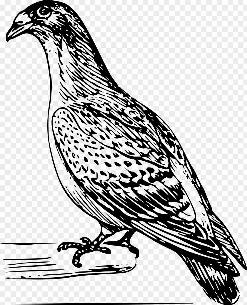 Pigeon Bird Columbidae Homing Drawing PNG