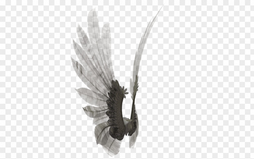 Angel Wing DeviantArt Insect Butterfly Feather PNG