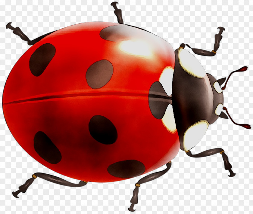 Beetle Product Design Lady Bird PNG