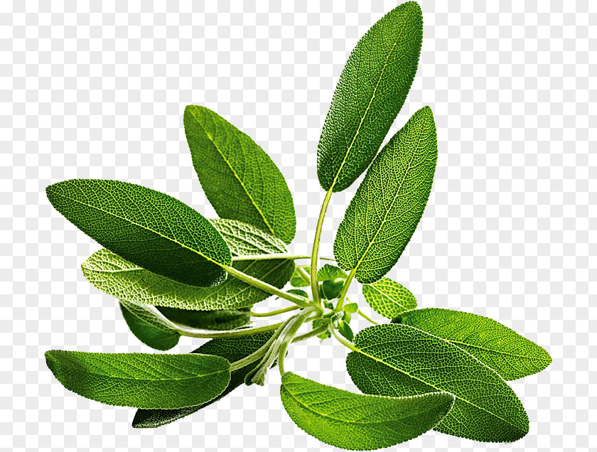 Common Sage Seed Salvia Farinacea Herb Perennial Plant PNG