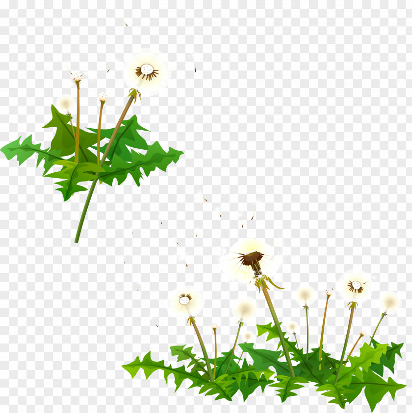 Dandelion Image Vector Graphics Flowering Plant PNG