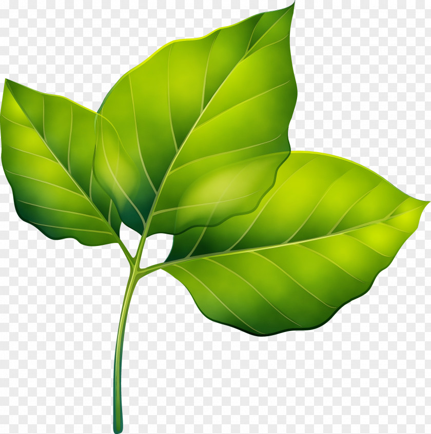 Leaf Plant Stem Green Plants Science PNG