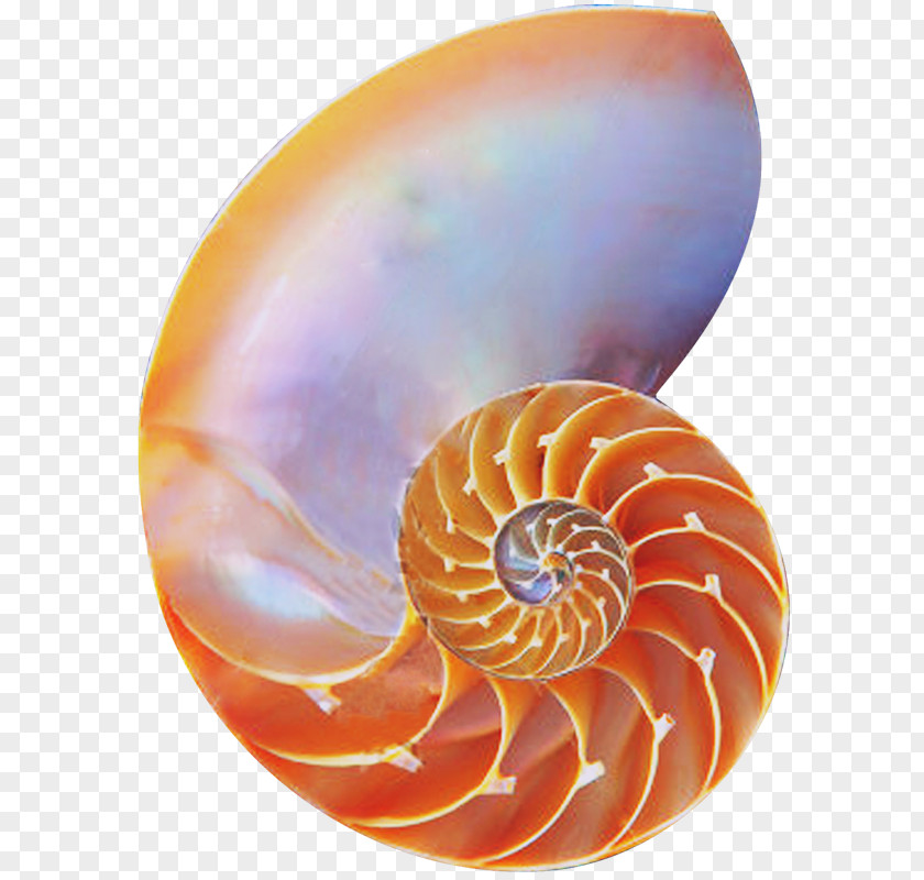 Seashell Chambered Nautilus Golden Ratio Spiral PNG