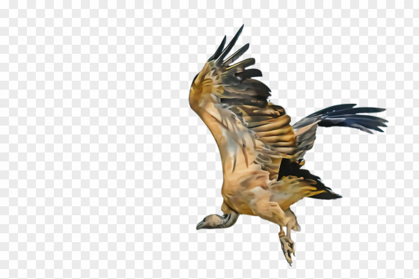 Beak Hawk Bird Of Prey Eagle Golden Accipitridae PNG