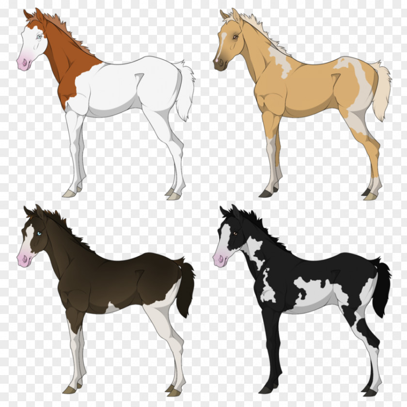 Mustang Foal Mare Stallion Colt PNG