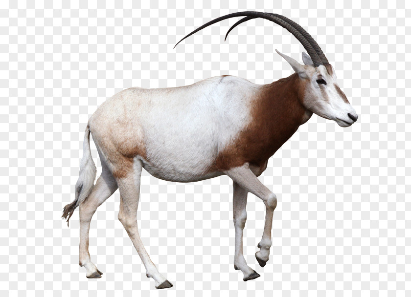 Oryx Gemsbok Antelope Scimitar Arabian Horn PNG