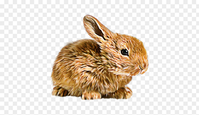 Rabbit Domestic Hare Flemish Giant Mini Lop Mother PNG