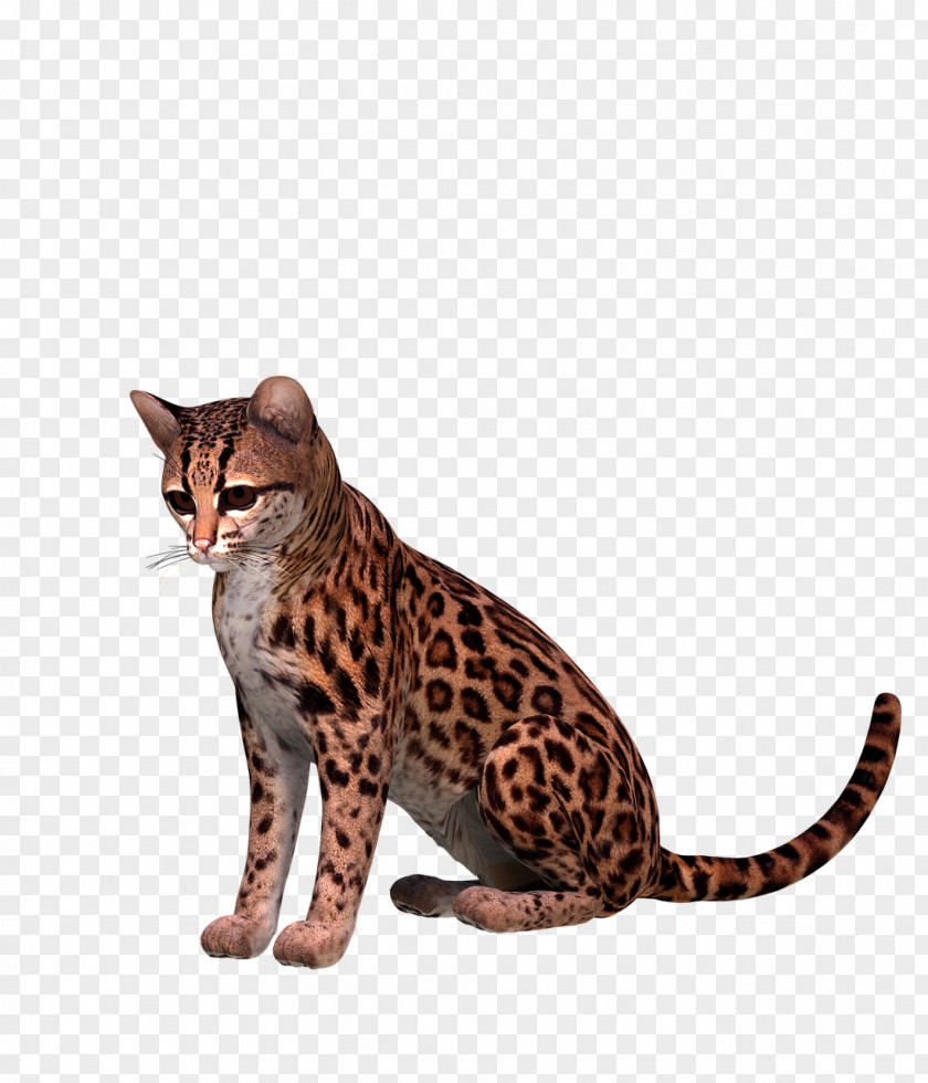 Spotted Bengal Cat California Spangled Ocelot Ocicat Toyger PNG