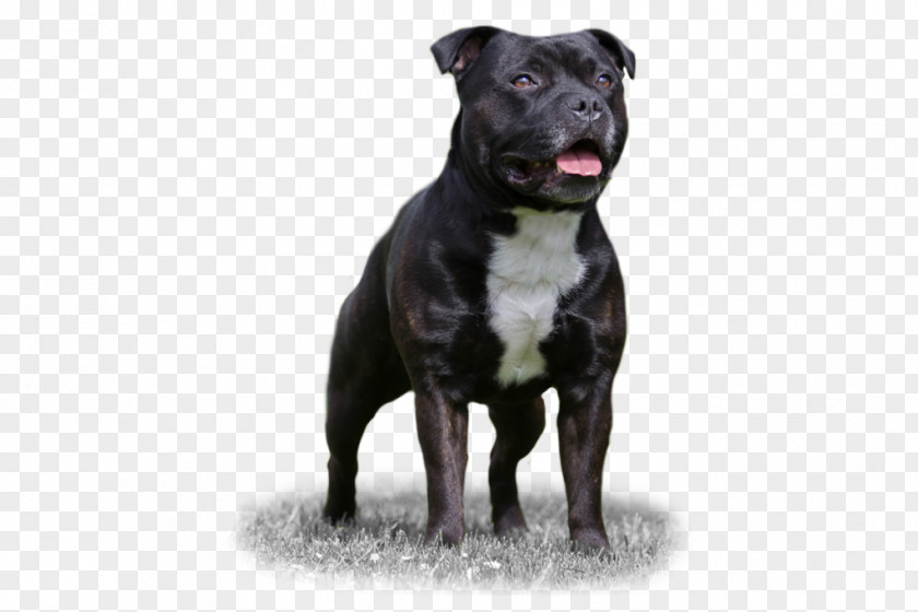 American Pit Bull Terrier Staffordshire T Dog Breed PNG