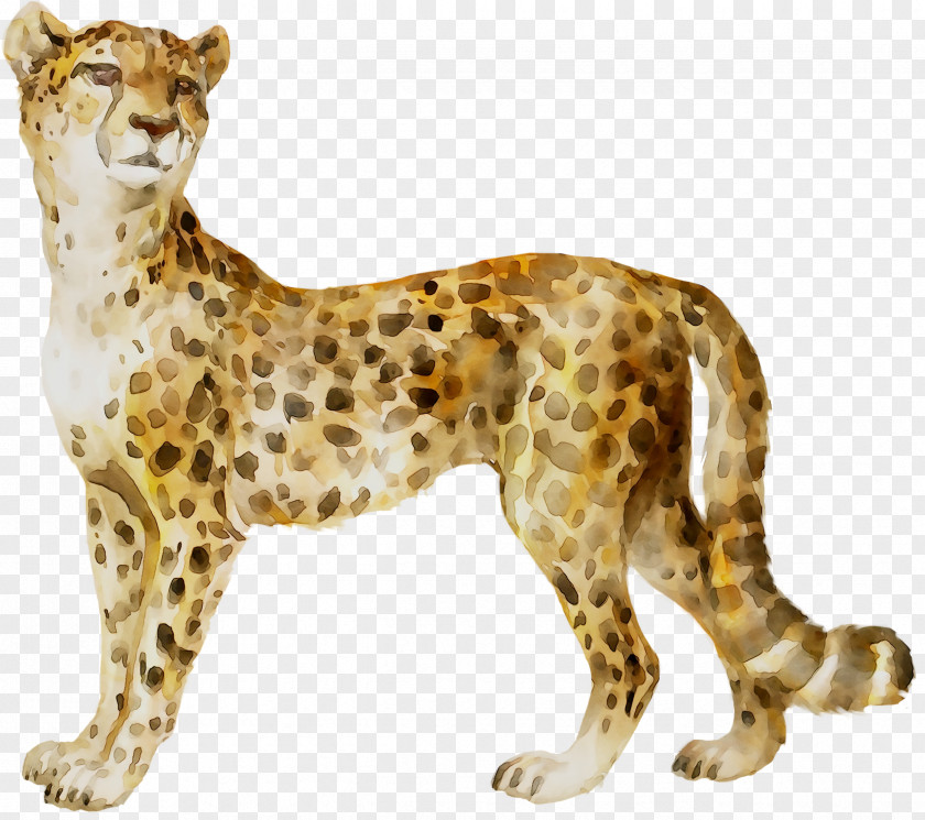 Cheetah Leopard Big Cat Whiskers PNG