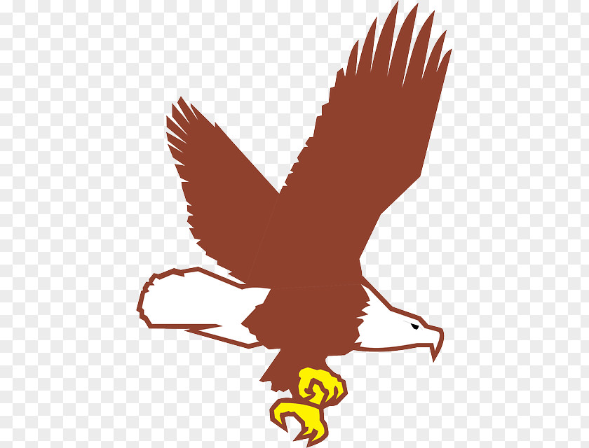 Eagle Bald Clip Art PNG