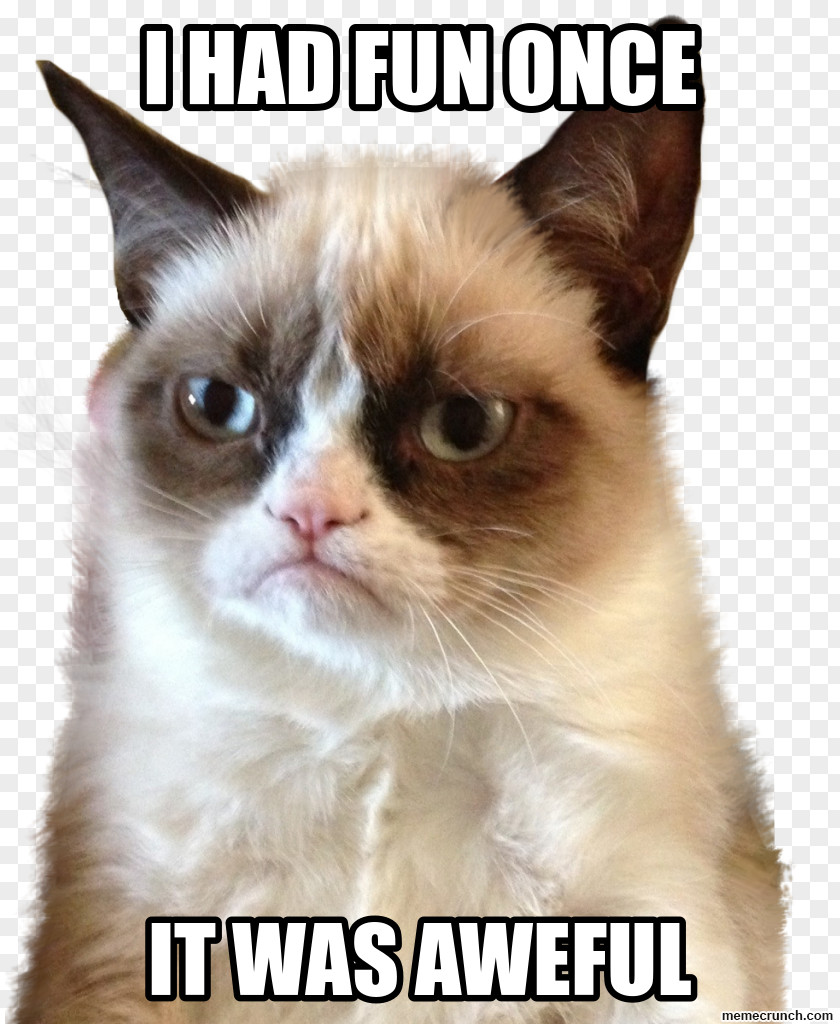 Grumpy Cat: A Book Kitten Meme PNG Meme, Cat clipart PNG