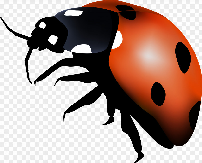Ladybird Insect Autumn Summer Spring PNG