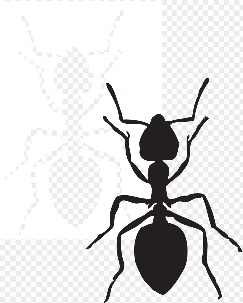 Preschool Ant Cliparts Free Content Website Clip Art PNG