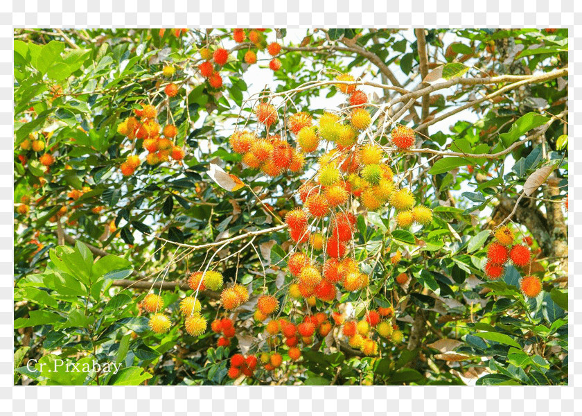 Thai Cuisine Rambutan Tropical Fruit Citrus PNG