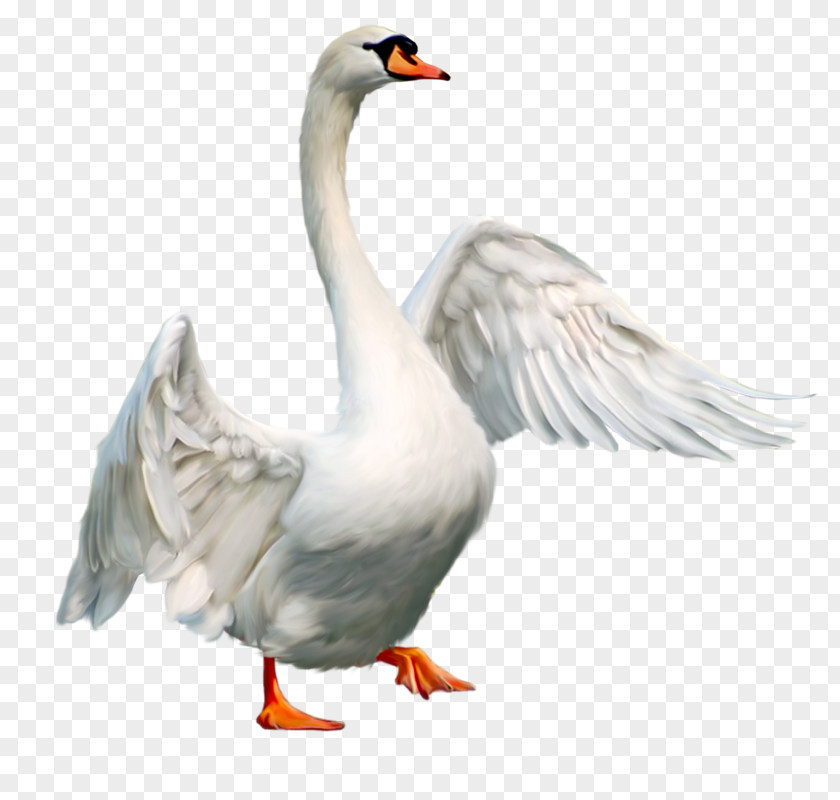 Domesticated Goose Mute Swan Bird PNG