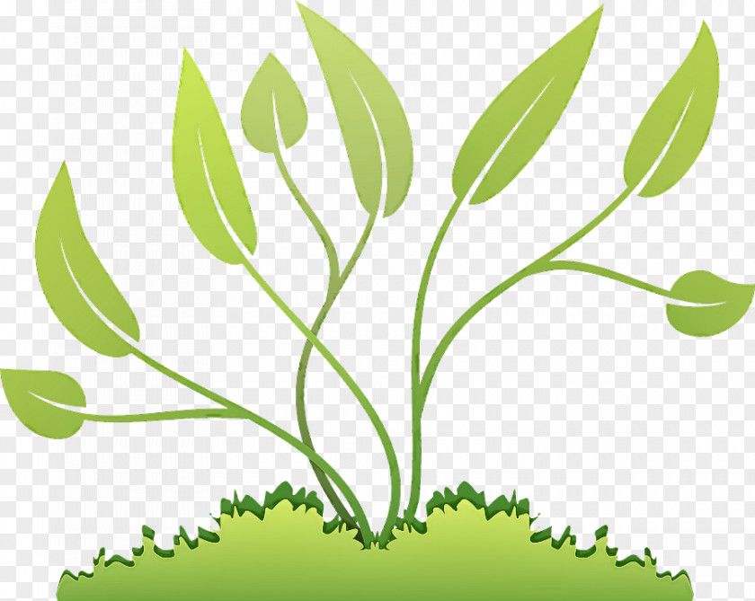 Grass Family Leaf Plant Green Flower Tree PNG