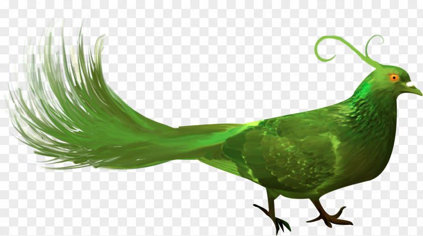 Green Birds Bird Beak PNG