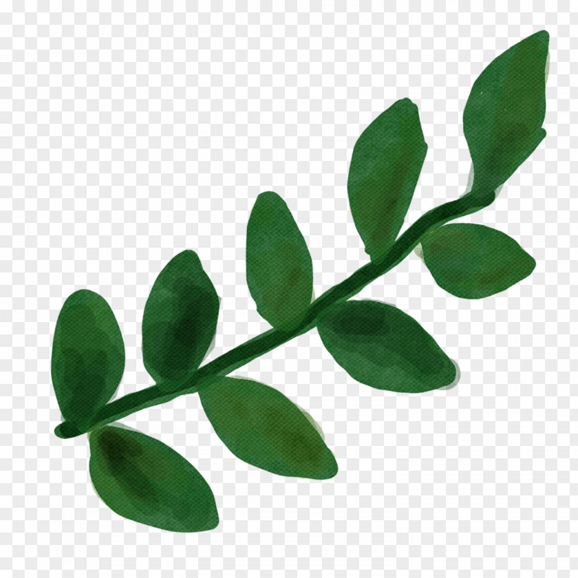 Moringa Flower Leaf Green Plant PNG