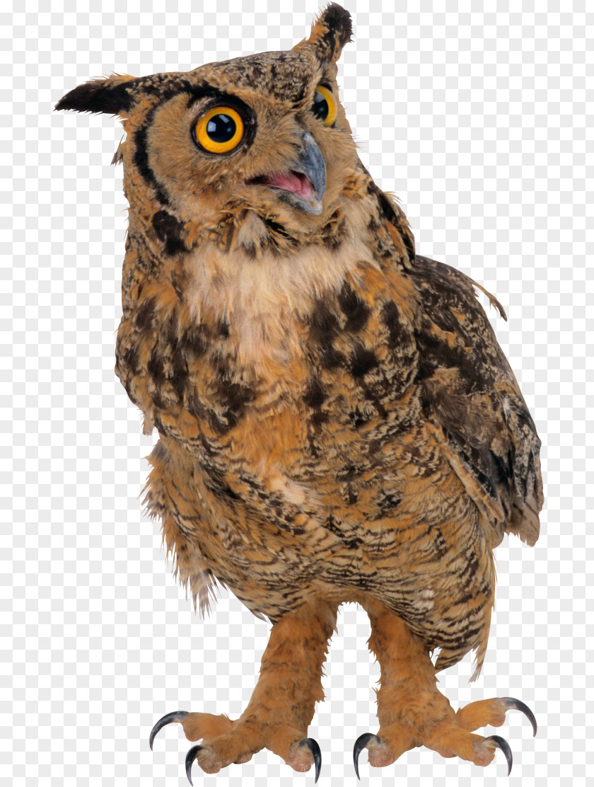 Owl Clip Art Bird Image PNG
