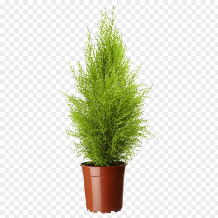 Potted Plant Lemon Cypress Mediterranean Leyland Cupressus Nootkatensis Arizonica PNG