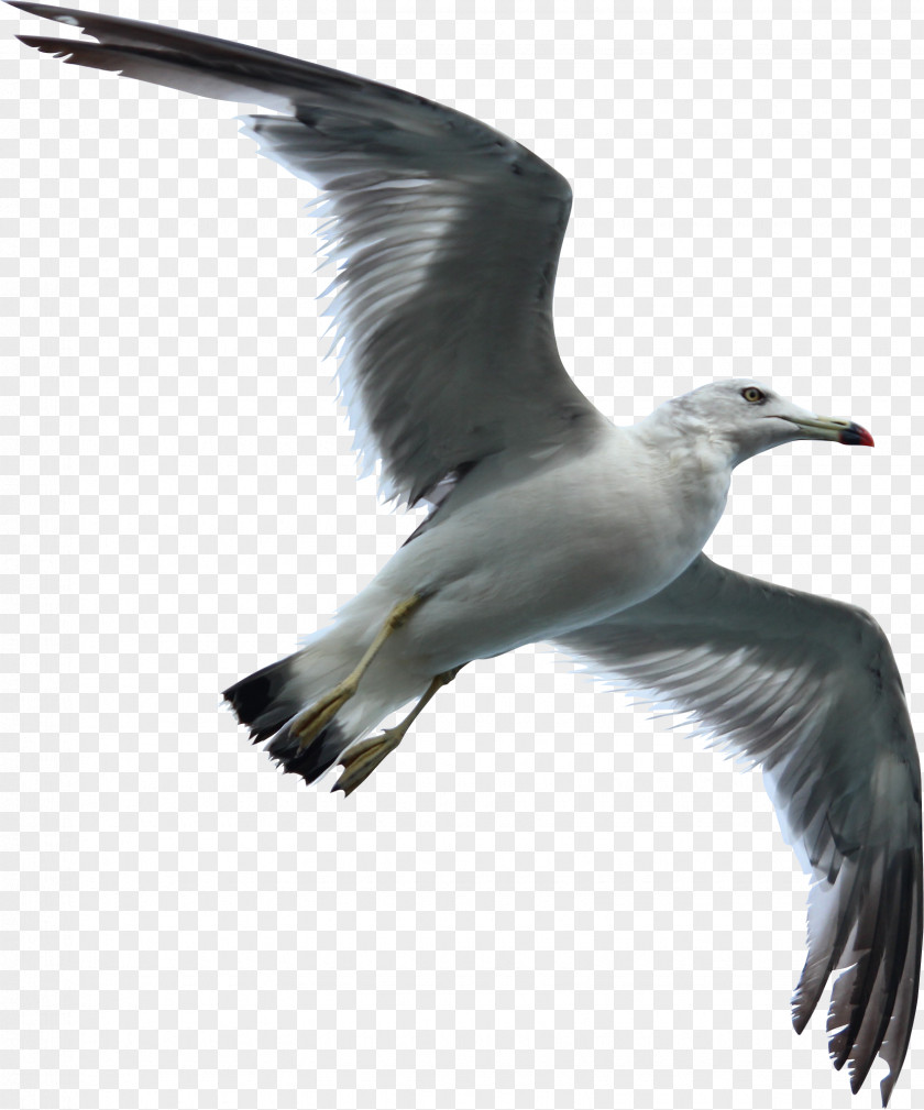 Seagull Swallow Gulls Bird Flight Sky PNG