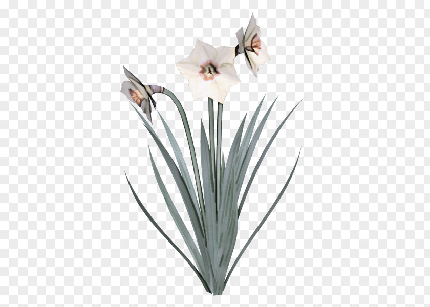 Wild Daffodil Bunch-flowered Flower Cut Flowers Vase PNG