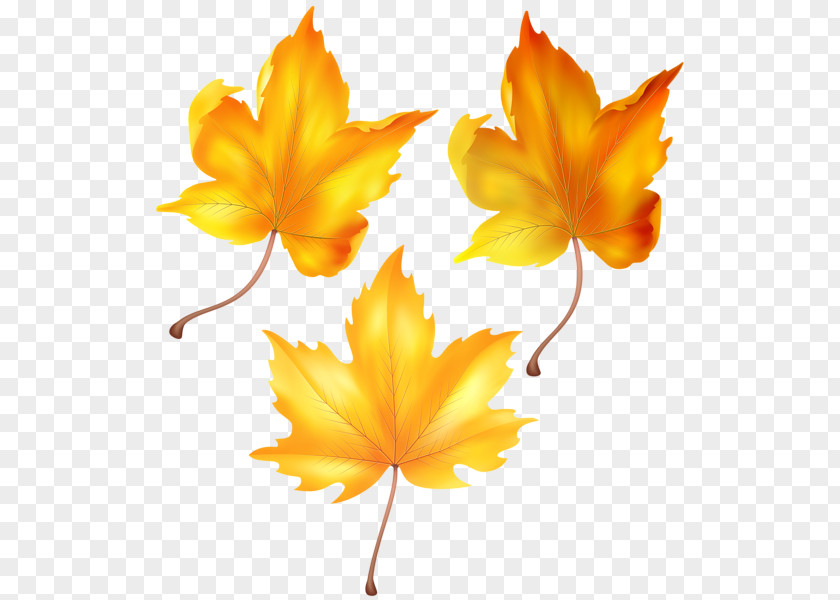 Autumn Image Clip Art PNG